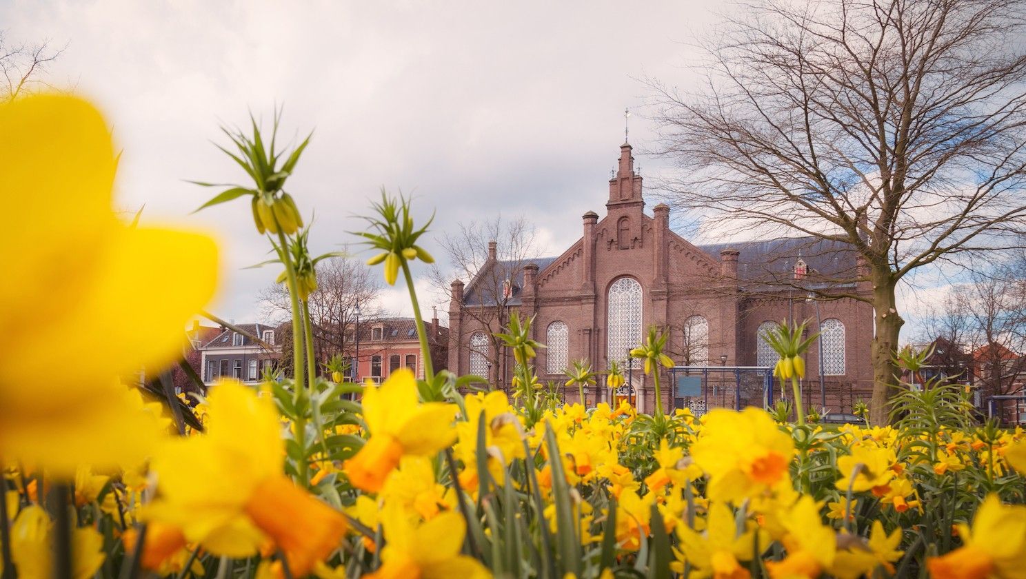 Plantagekerk Zwolle Centrum-lente-bloemen-narcissen-Patrick Ooms Photography-Natuur-1